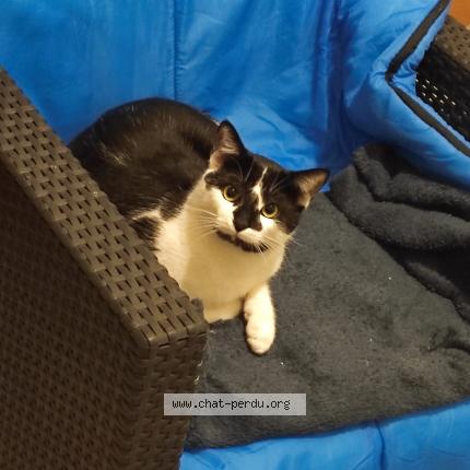 Photo 1/2 Pompon Chat perdu à Saint georges d esperanche