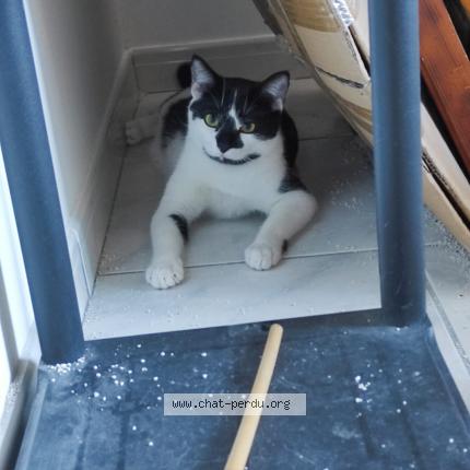 Photo 2/2 Pompon Chat perdu à Saint georges d esperanche