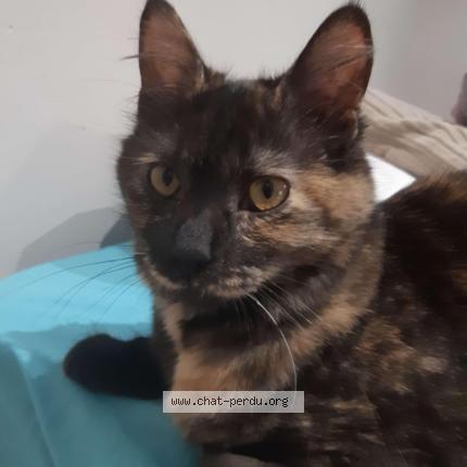 Photo de chat perdu à Jaunay Marigny