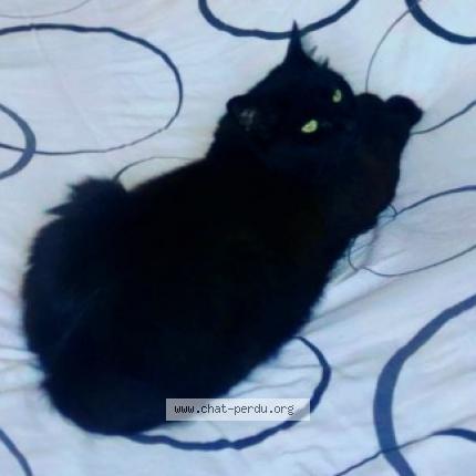 Photo 1/1 Chat retrouvé Perdu à Aixe Sur Vienne