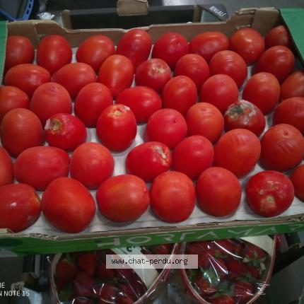 Photo 1/1 Chat retrouvé Perdu à Chatillon sur chalaronne