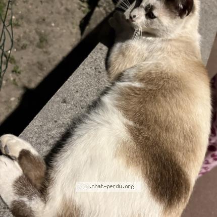 Photo 1/1 Chat retrouvé Trouvé à Tremblay En France