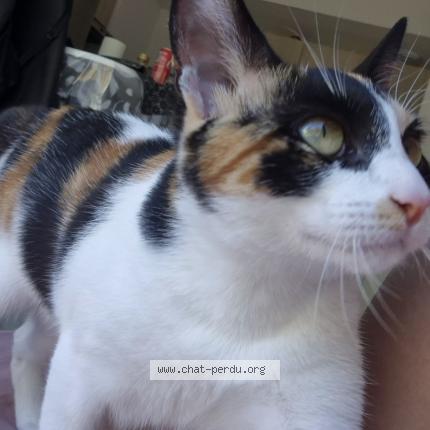 Photo 1/2 Shogun Chat perdu à Serres castet