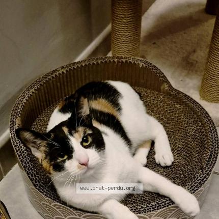 Photo 2/2 Shogun Chat perdu à Serres castet