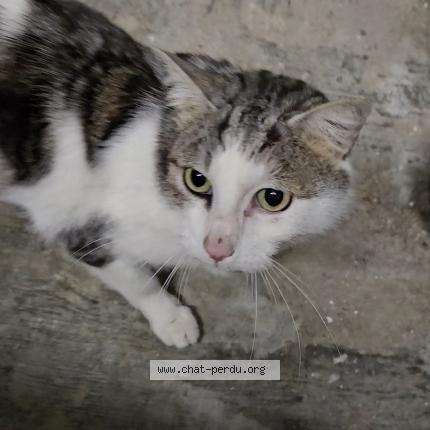 Photo de chat perdu à Givet