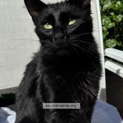 Photo de chat perdu à La Ciotat