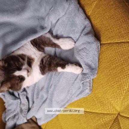 Photo de chat perdu à Huisseau Sur Mauves