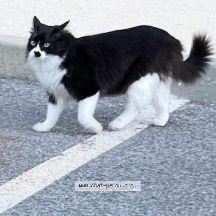 Photo 1/1 Pinceau Chat perdu à Sollies pont