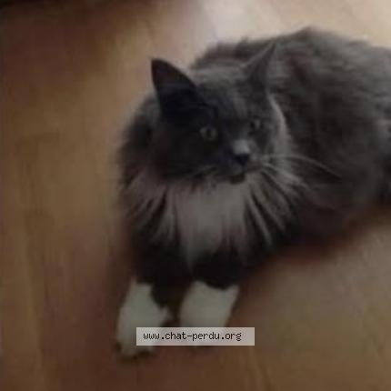 Photo de chat perdu à Le Cres