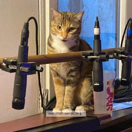 Photo 1/1 KIRA Chat perdu à Perpignan