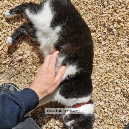 Photo 2/3 Chat retrouvé Perdu à La Seyne Sur Mer