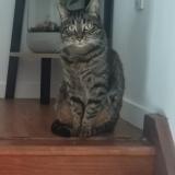 Photo de chat perdu à Bennecourt