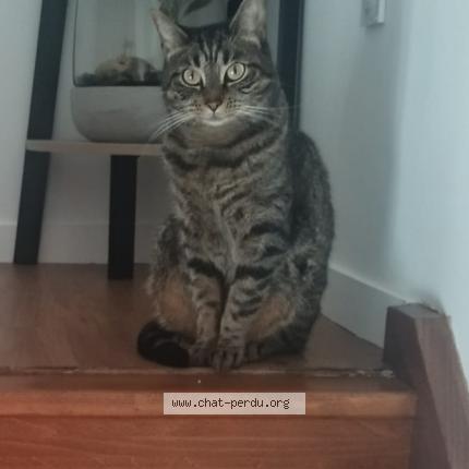 Photo 1/1 Chat retrouvé Perdu à Bennecourt