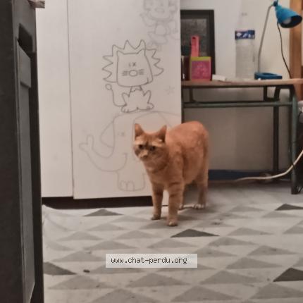 Photo 1/1 Pippin Chat perdu à Champtoceaux