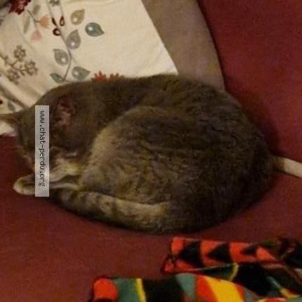 Photo 1/1 Chat retrouvé Perdu à Vitry Sur Seine