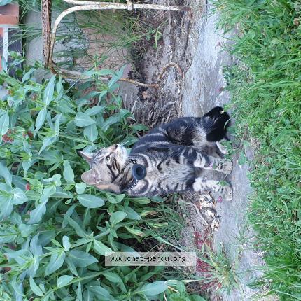 Photo de chat trouvé à Saulnieres