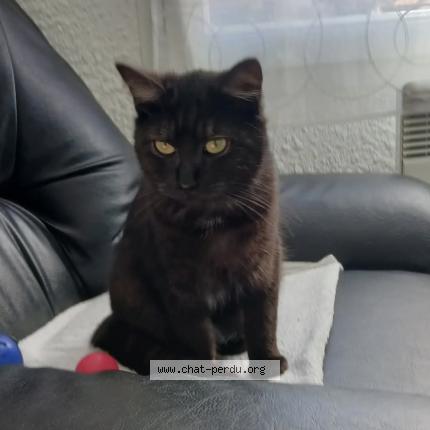 Photo 1/2 Chat retrouvé Perdu à Ambazac