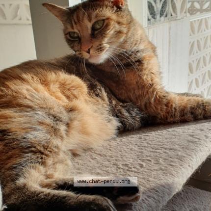 Photo de chat perdu à Bordeaux
