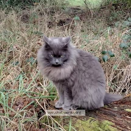Photo 1/1 Chat retrouvé Perdu à Ploeren