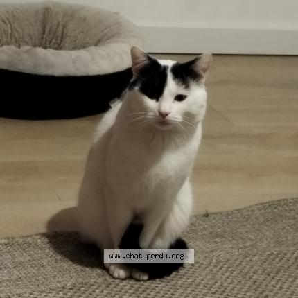 Photo 1/1 Toto Chat perdu à Fontaine