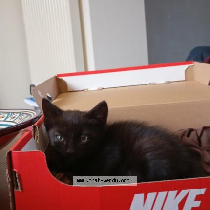 Photo 1/1 Chat trouvé Trouvé à Cholet