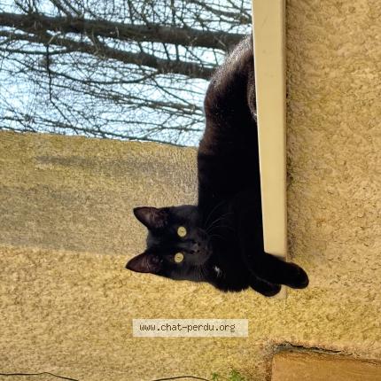 Photo 1/1 Chat retrouvé Perdu à Angers