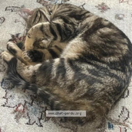 Photo 1/1 Oreo Chat perdu à Roumare