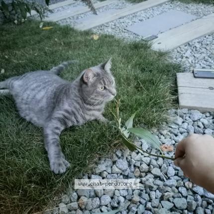 Photo 1/1 Chat retrouvé Perdu à Enval