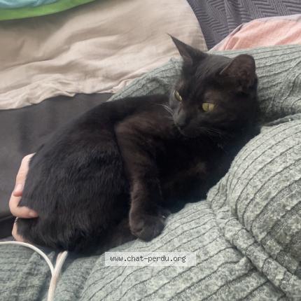 Photo 1/1 Chat retrouvé Perdu à Louvres