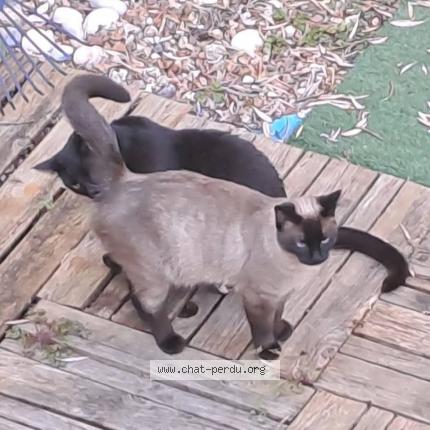 Photo de chat perdu à Fondettes