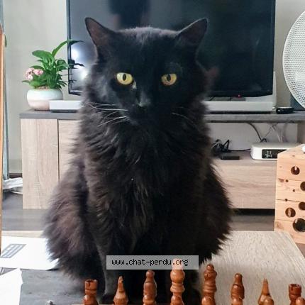 Photo 1/1 Chat retrouvé Perdu à Toulouse