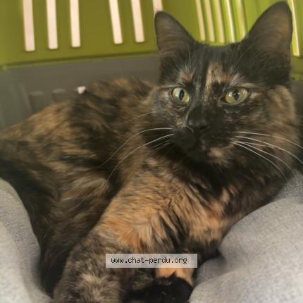Photo 1/1 Tycha Chat perdu à Voiron