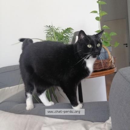 Photo de chat perdu à Andernos Les Bains