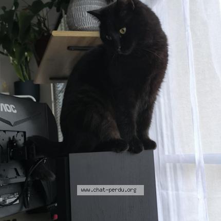 Photo de chat perdu à Tournefeuille