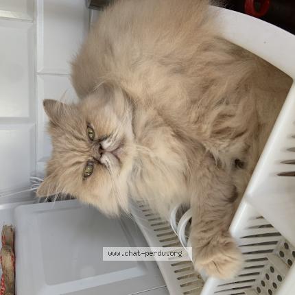 Photo de chat perdu à Amiens