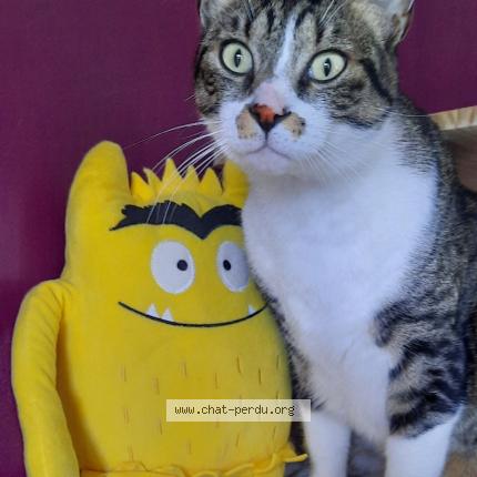 Photo 1/2 Kiwi Chat perdu à Saint benoist sur mer