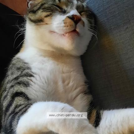 Photo 2/2 Kiwi Chat perdu à Saint benoist sur mer