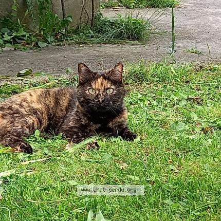 Photo de chat perdu à Chambery
