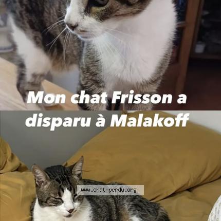 Photo de chat perdu à Malakoff
