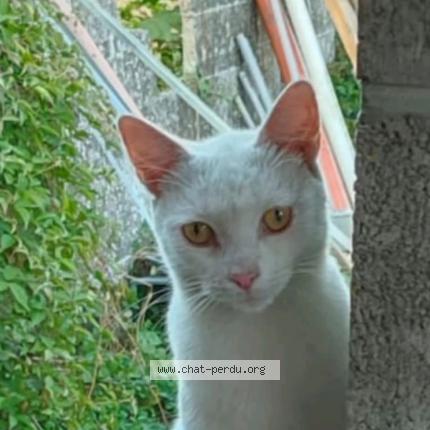 Photo 1/1 Coco Chat perdu à Boussu bois