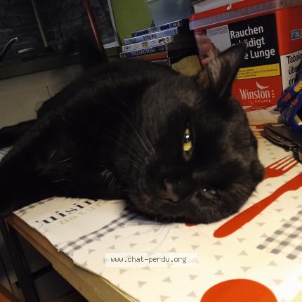 Photo 1/1 Pupuce Chat perdu à Wittenheim