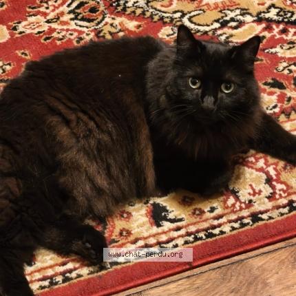 Photo de chat perdu à Clichy