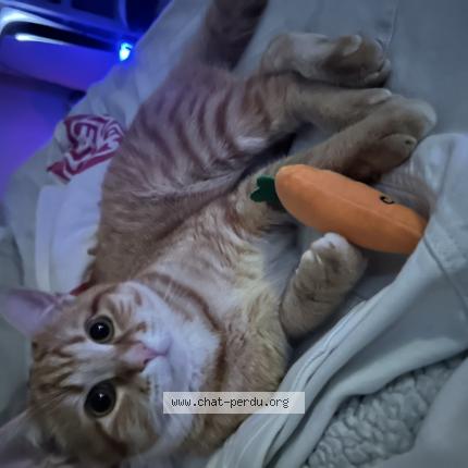 Photo 1/1 Chat retrouvé Perdu à La tronche