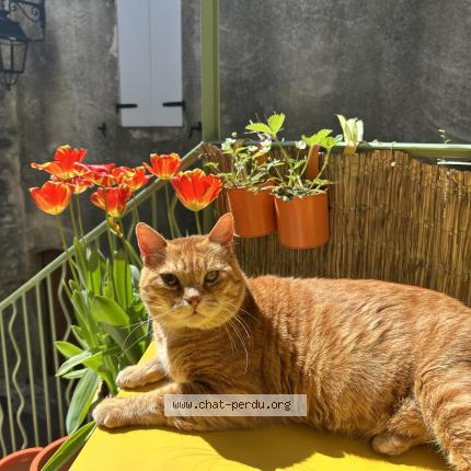 Photo de chat perdu à Vallon Pont D Arc