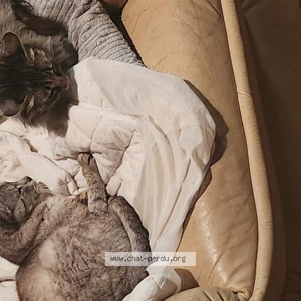 Photo 1/1 Chat trouvé Trouvé à Brehan