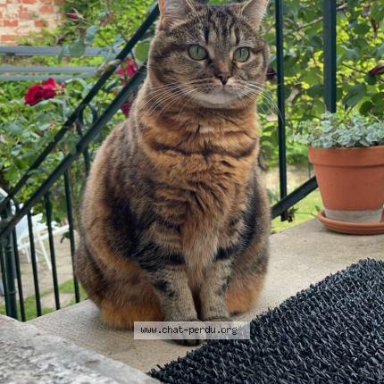 Photo de chat perdu à Montargis