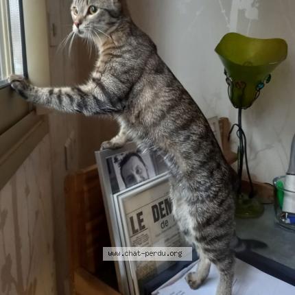 Photo 1/1 Edith Chat perdu à Jussy