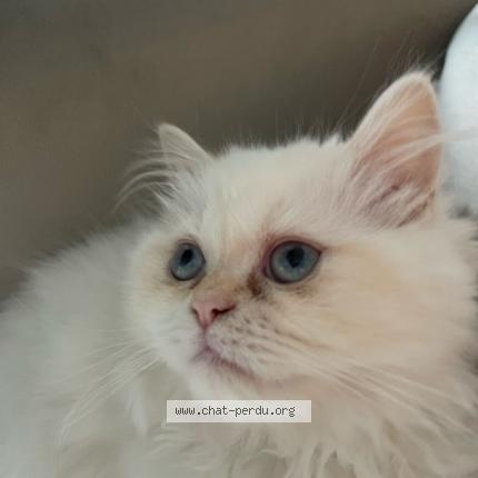 Photo de chat perdu à Cergy