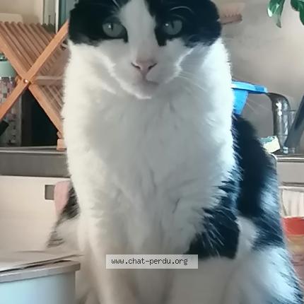 Photo 1/1 MARLUS Chat perdu à Verdun