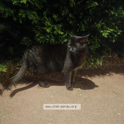 Photo de chat trouvé à L Etrat